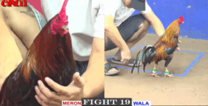 Tính Gà King Thua Bất Ngờ Trong Trận Đấu - Trận 19 CPC1 19/5/2025