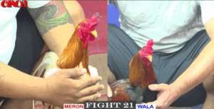 Trận Đấu Phản Ăn 1 Hay Nhất Hôm Nay - Trận 21 CPC1 19/5/2025