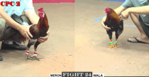 Trận 24 CPC2 20/7/2025 - Bảo Sting Làm Mưa Làm Gió Hôm Nay